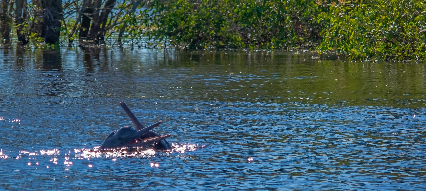 Amazon wildlife, Amazon Trailblazer, Oceania Cruises