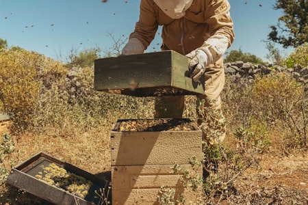 Beekeeping Experience