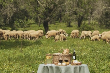 Shepherding Experience and Picnic
