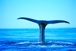whale watching activity at hapuku lodge  tree houses kaikoura