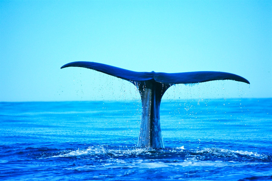 whale watching activity at hapuku lodge  tree houses kaikoura