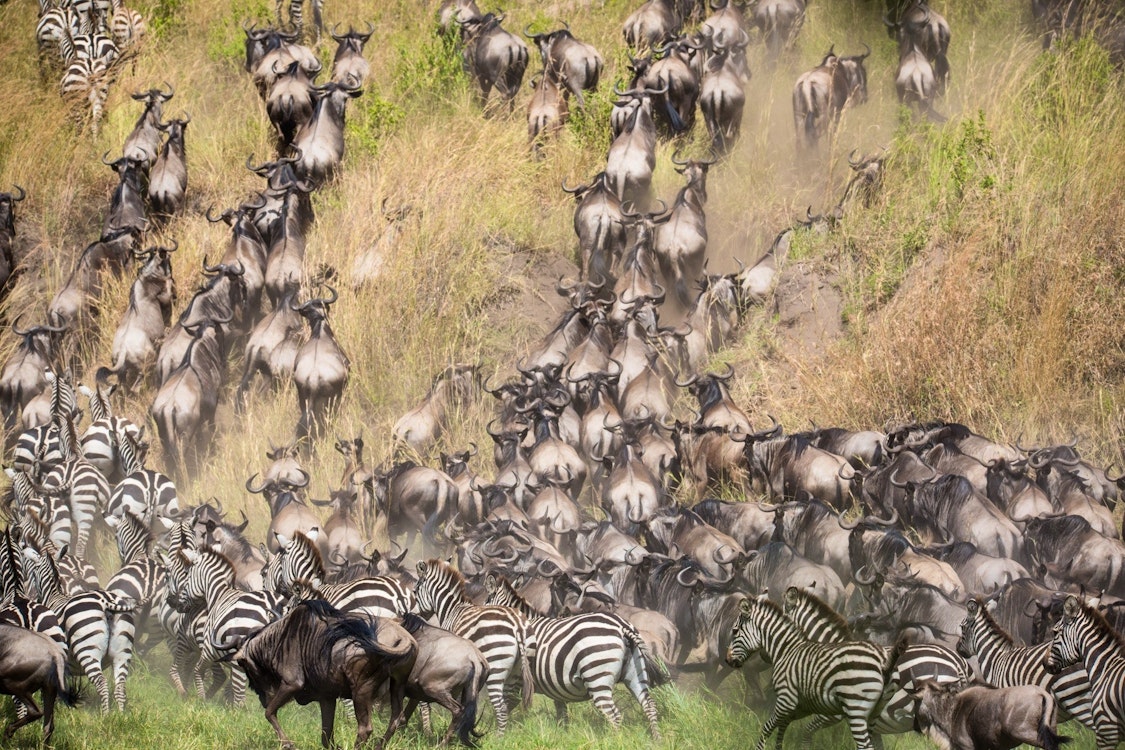 wildebeest great migration masai mara ken