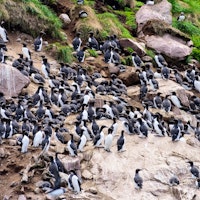 Newfoundland's Wildlife image 3