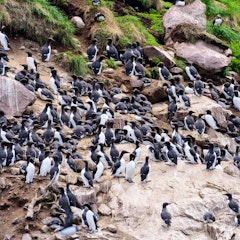 Whale Watching, Puffins 
