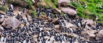 Newfoundland's Wildlife image 1