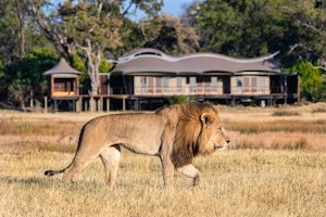 Xigera Safari Lodge image 3