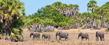 Selous Safari and Zanzibar Retreat image 1
