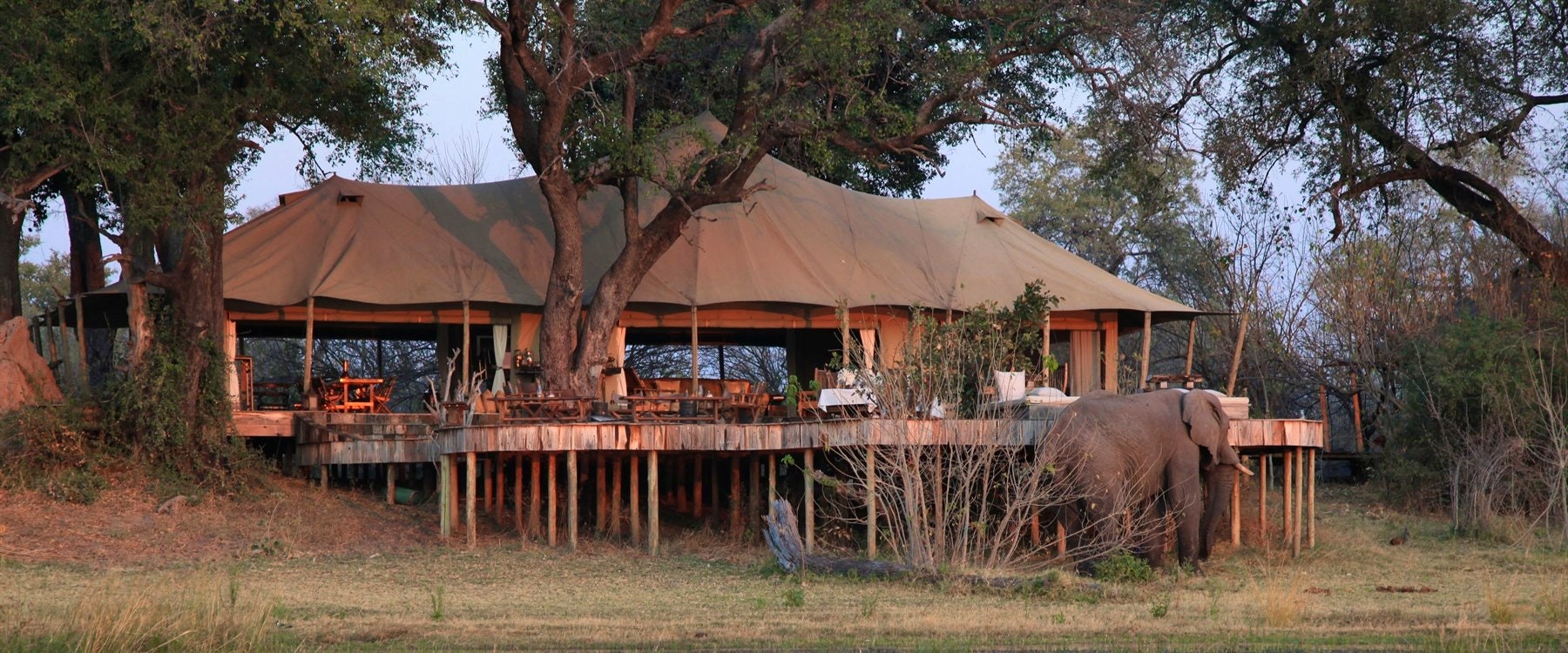 Elephants at  at Zarafa Camp