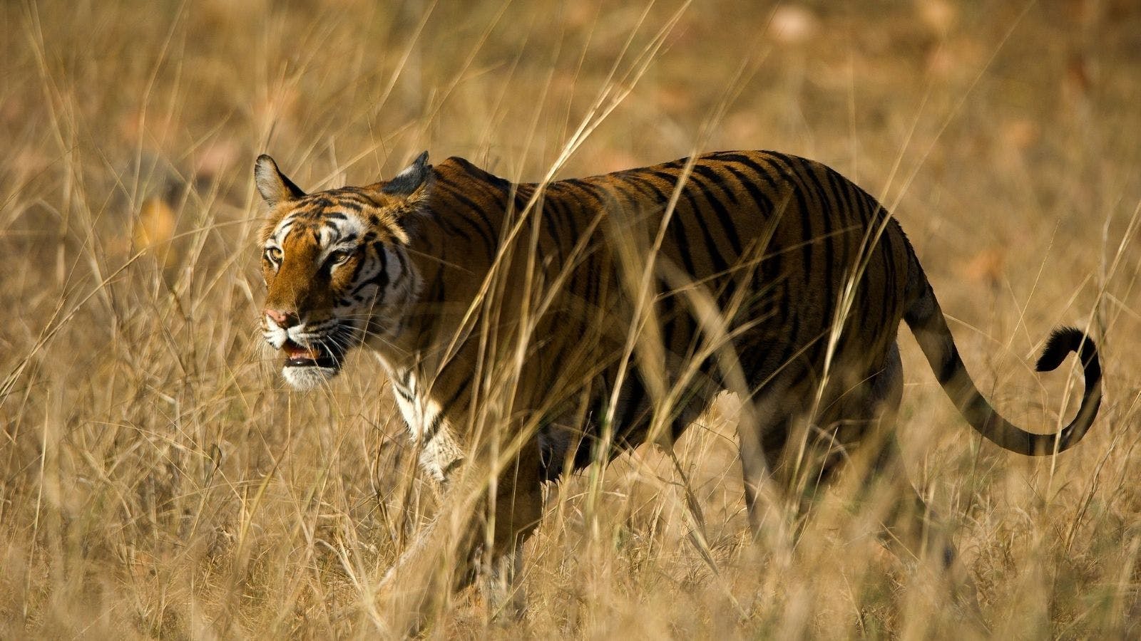 A Guide to Seeing Royal Bengal Tigers in India