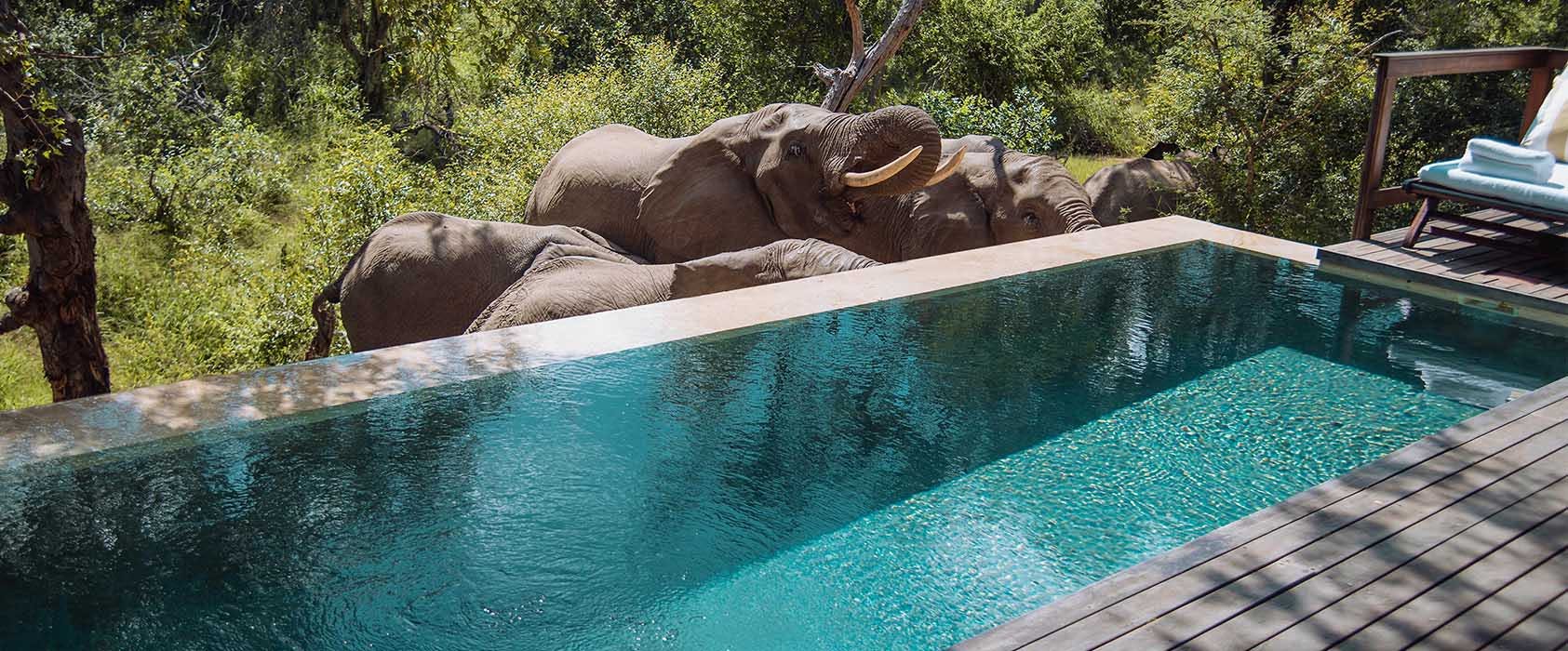 Experience Luxury and Wildlife at the Best South African Lodges