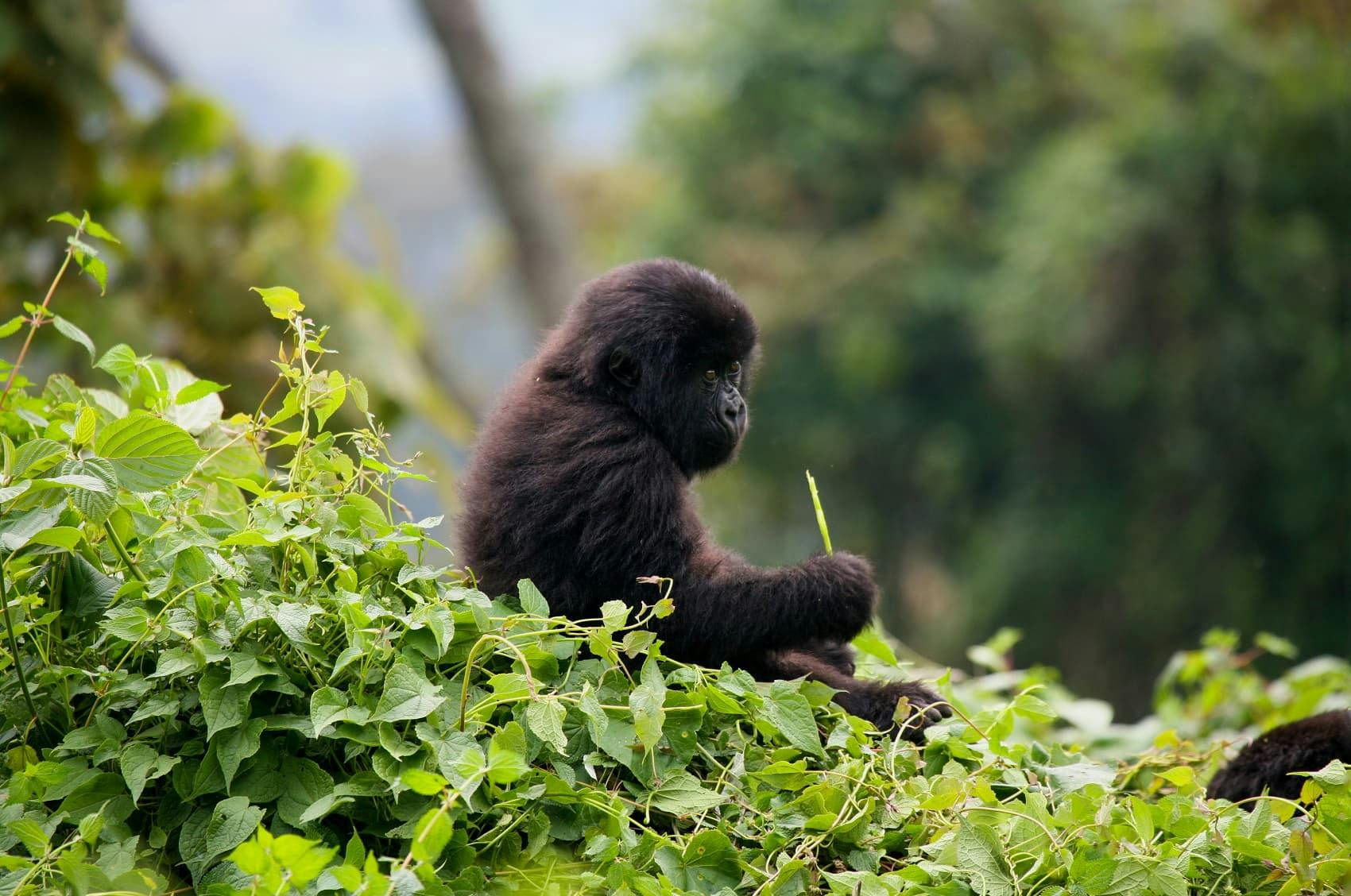 A Guide to Gorilla Trekking in Rwanda with One&Only