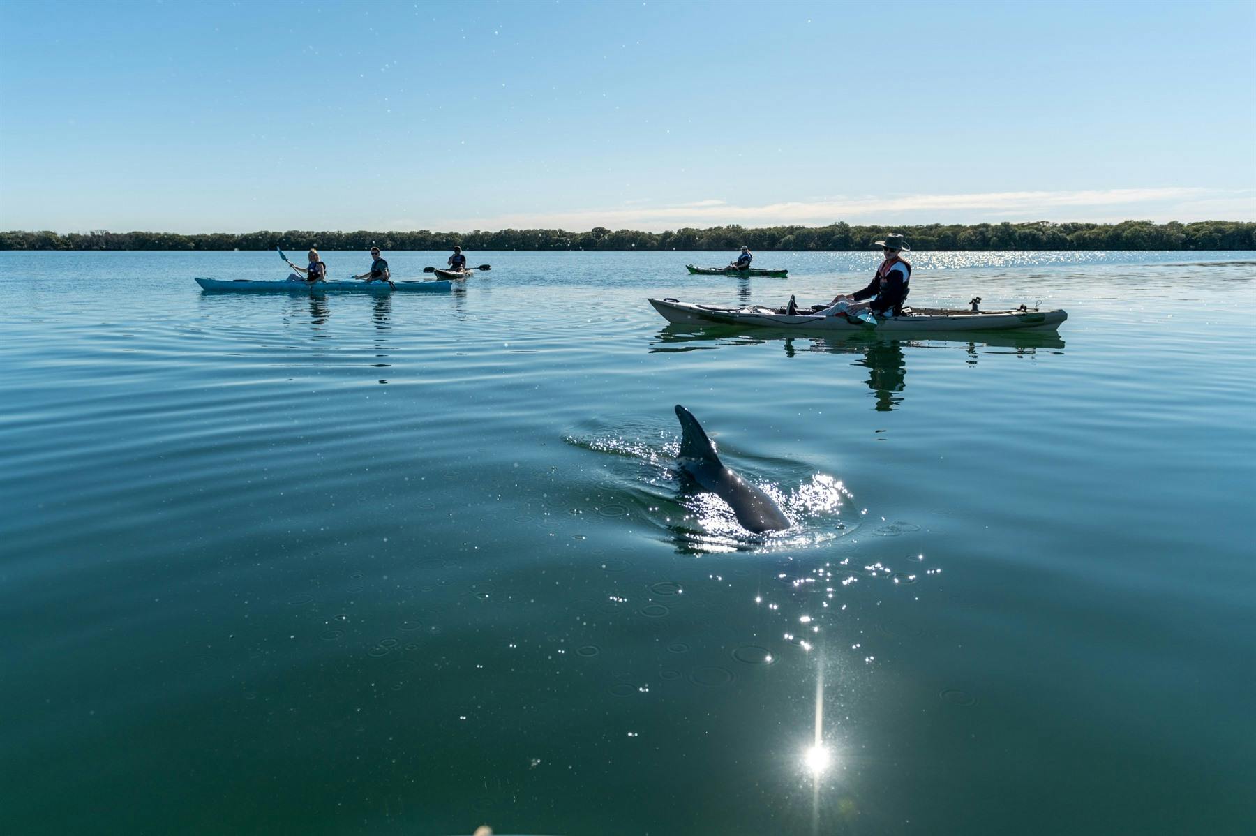 Dolphin Sanctuary Kayak Tour