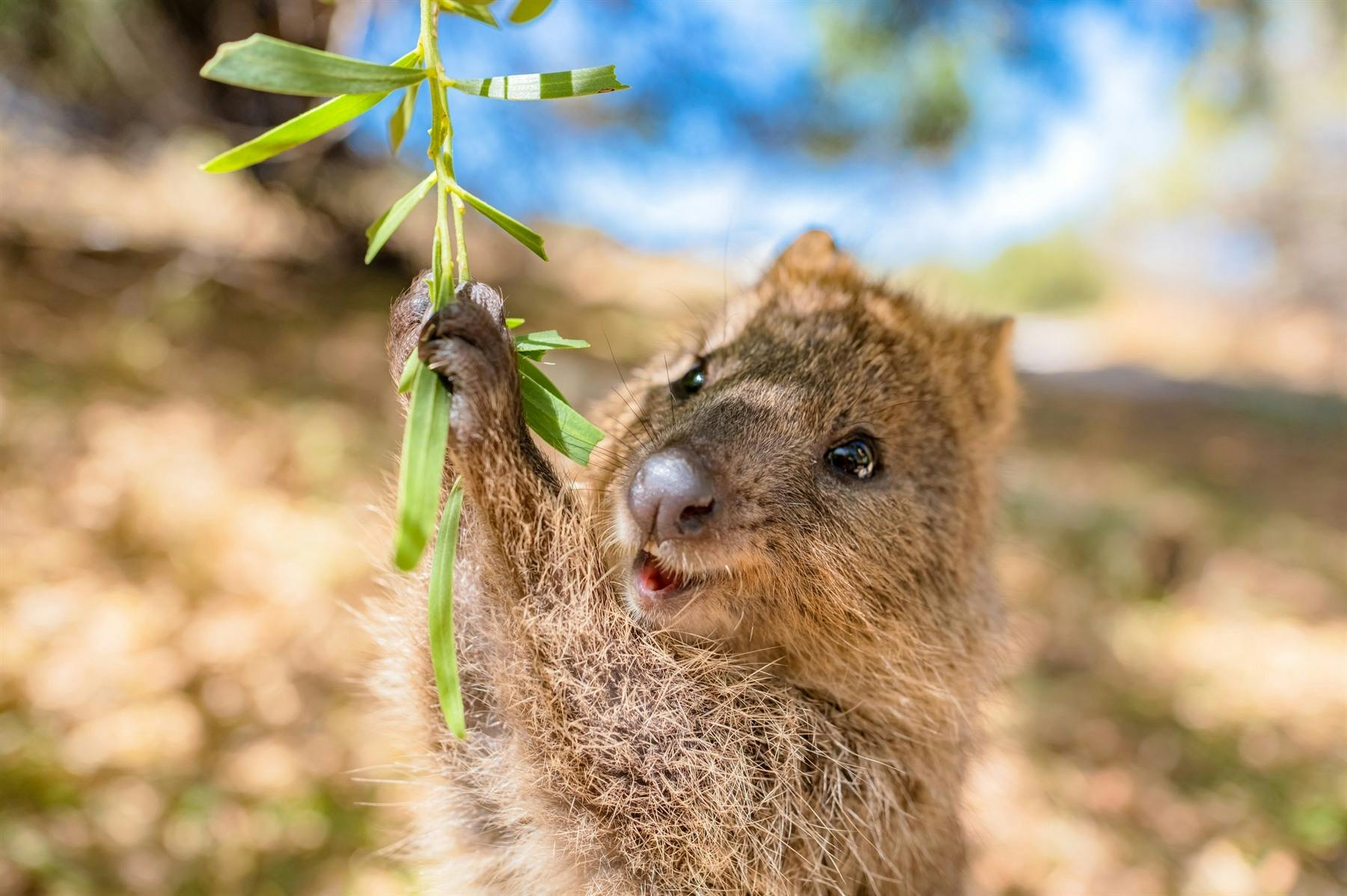 Rottnest Island