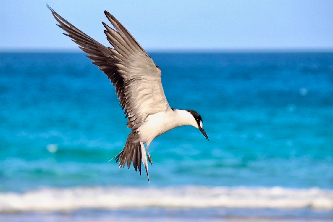 Farquhar Atoll