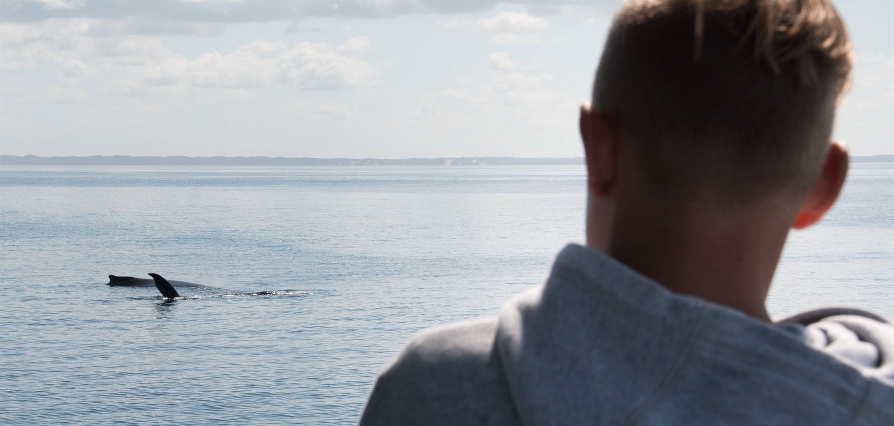 Fraser Island Whale Watching Cruise (seasonal)