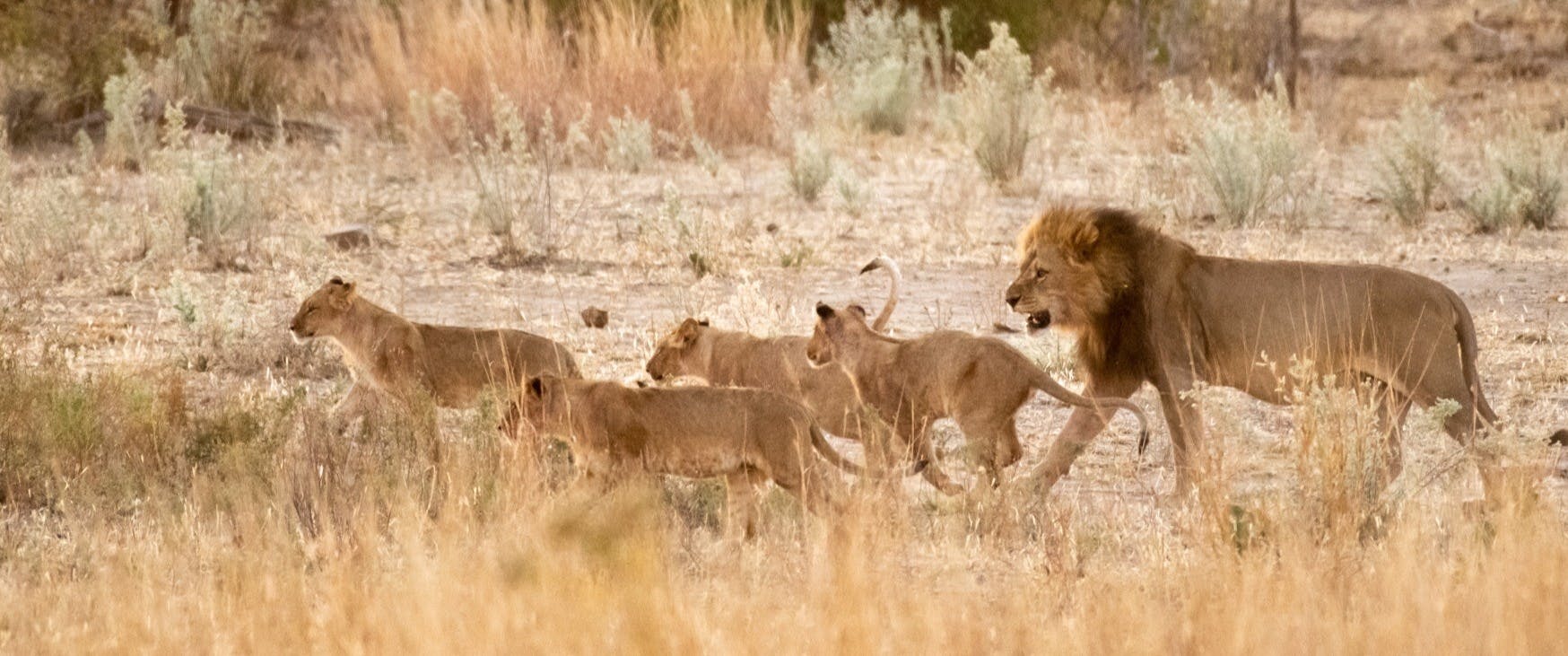 Victoria Falls and Hwange Wilderness Safari image 1