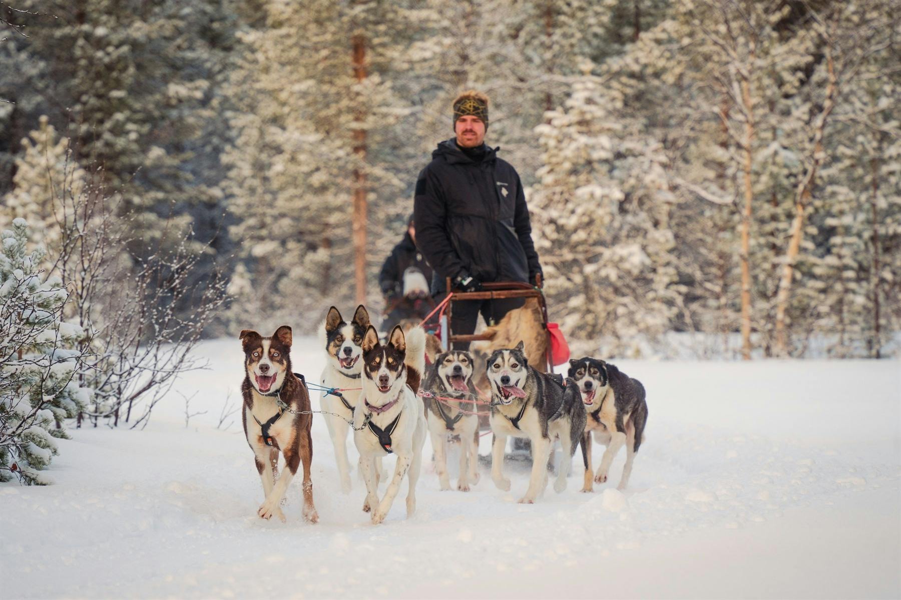 Husky sledding, Holmen Husky Lodge, Norway