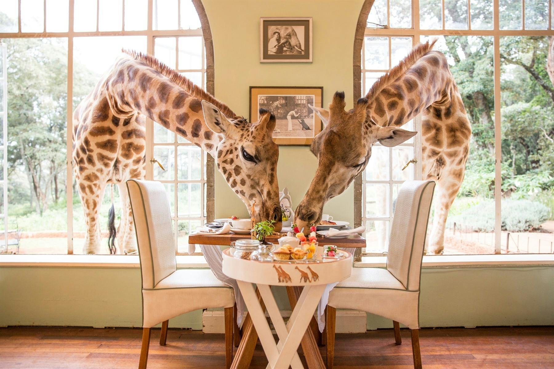 | Overnight at Giraffe Manor