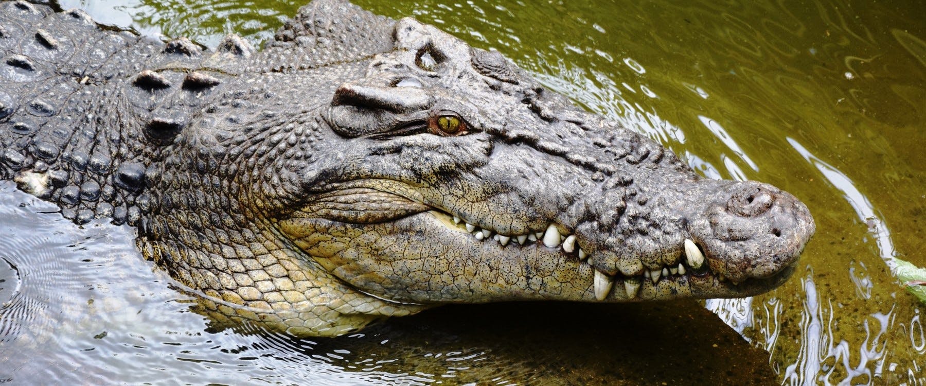 Private Daintree and Cape Tribulation Tour