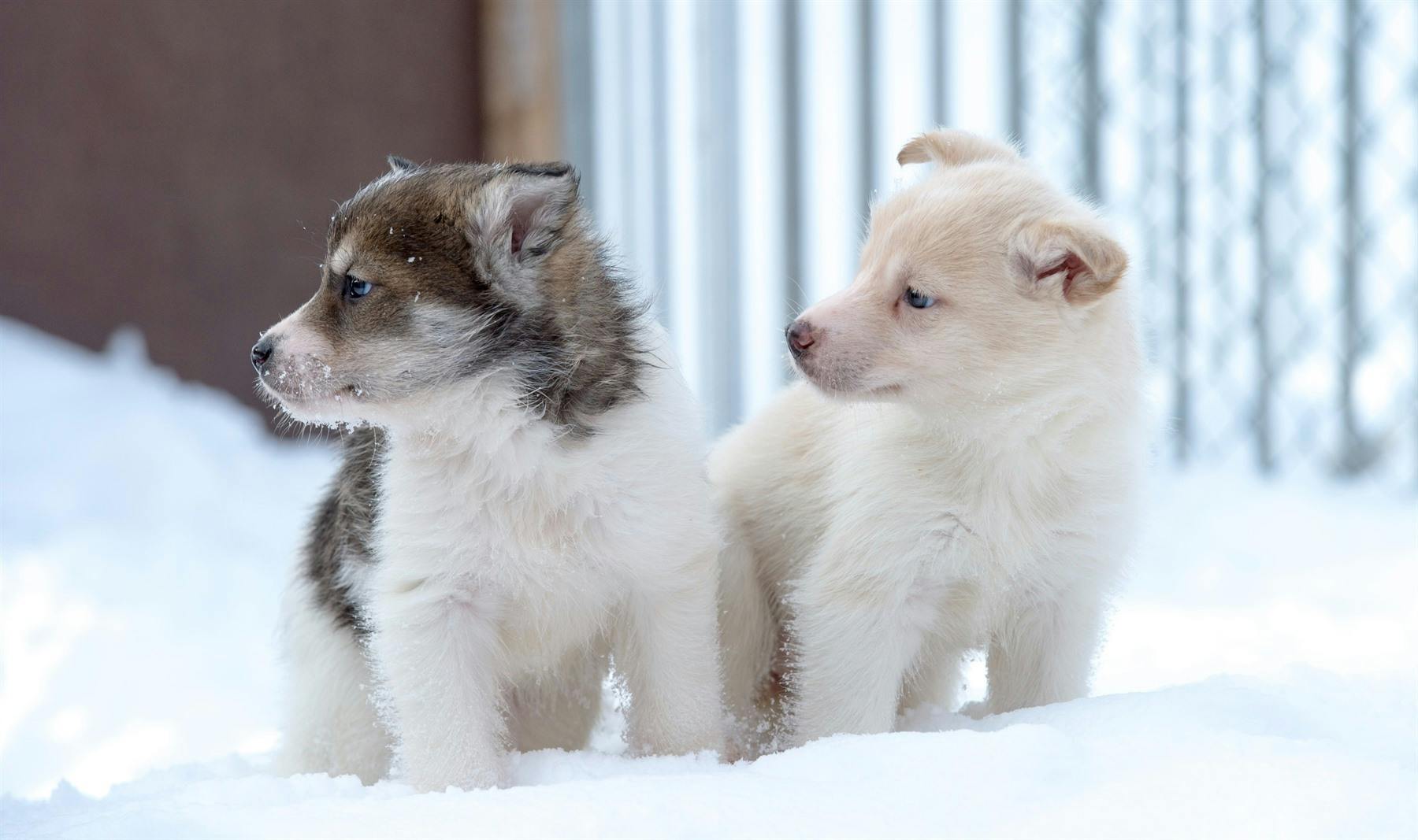 Puppies, Holmen Husky Lodge, Norway