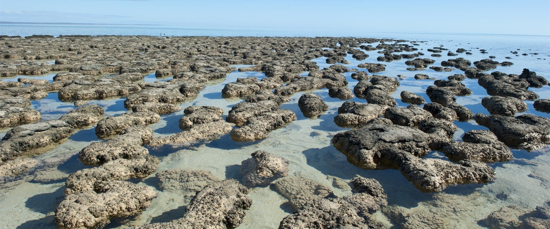 Kalbarri to Denham (232 miles)