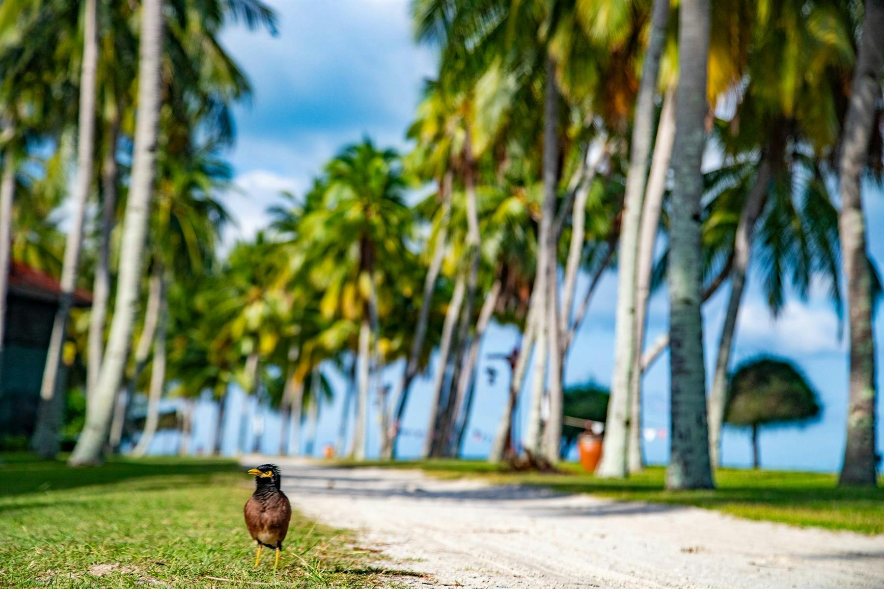 Gardens, Pelangi Beach Resort & Spa, Langkawi, Malaysia