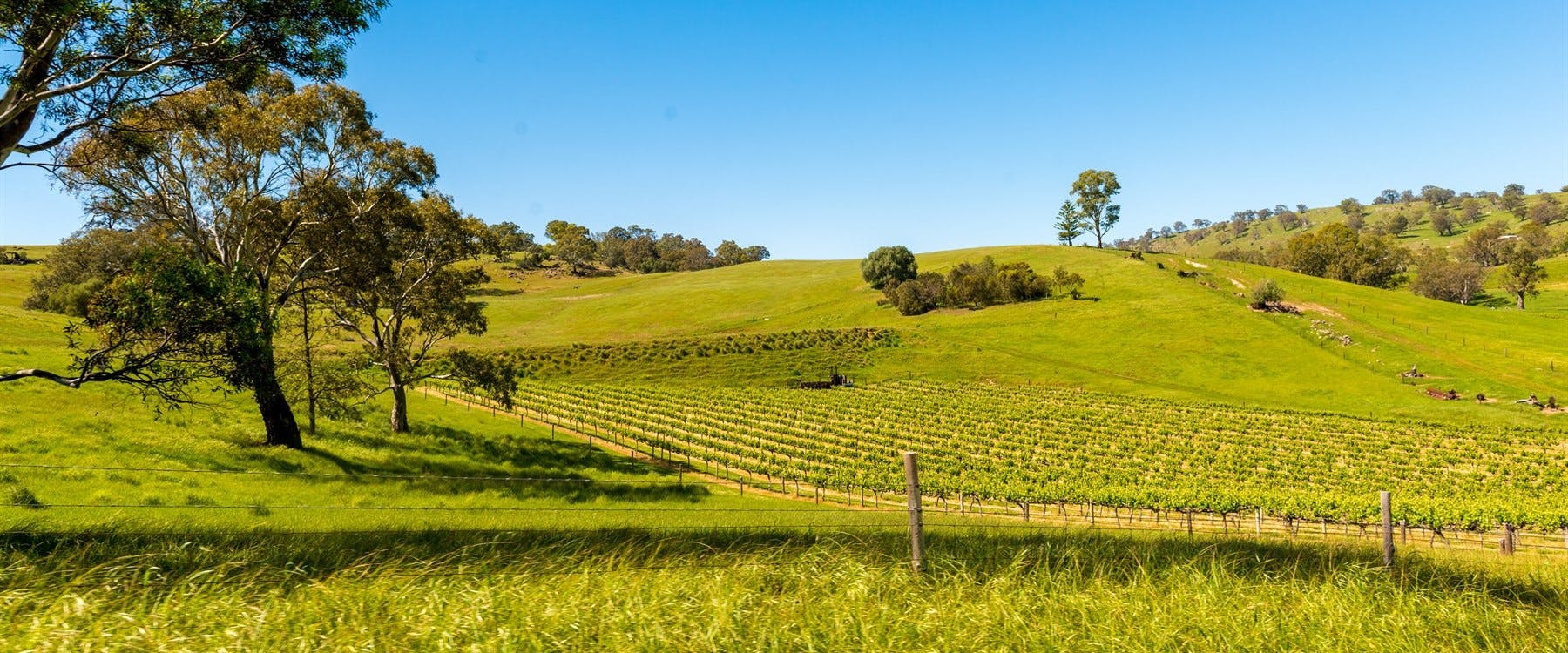 Barossa Valley Winery Tour