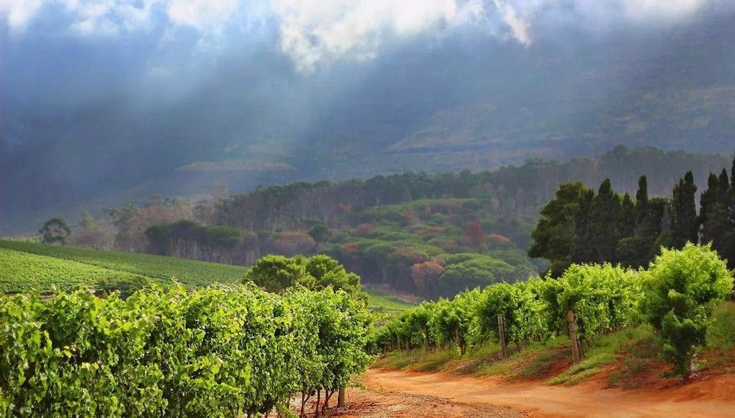 cape winelands south africa
