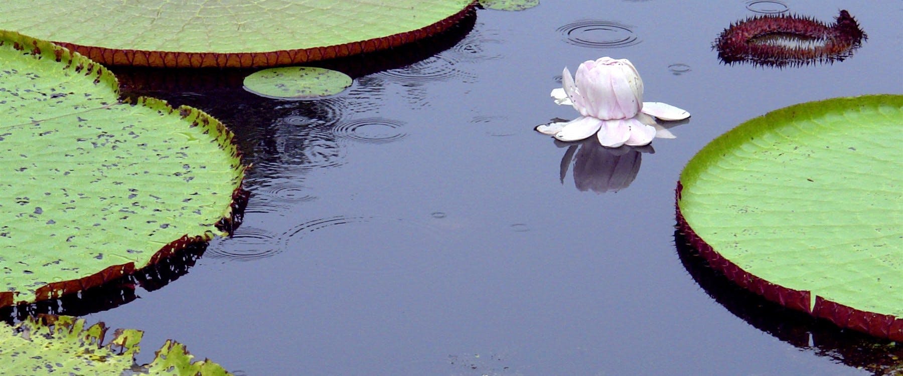 Puerto Maldonado (Peruvian Rainforest)