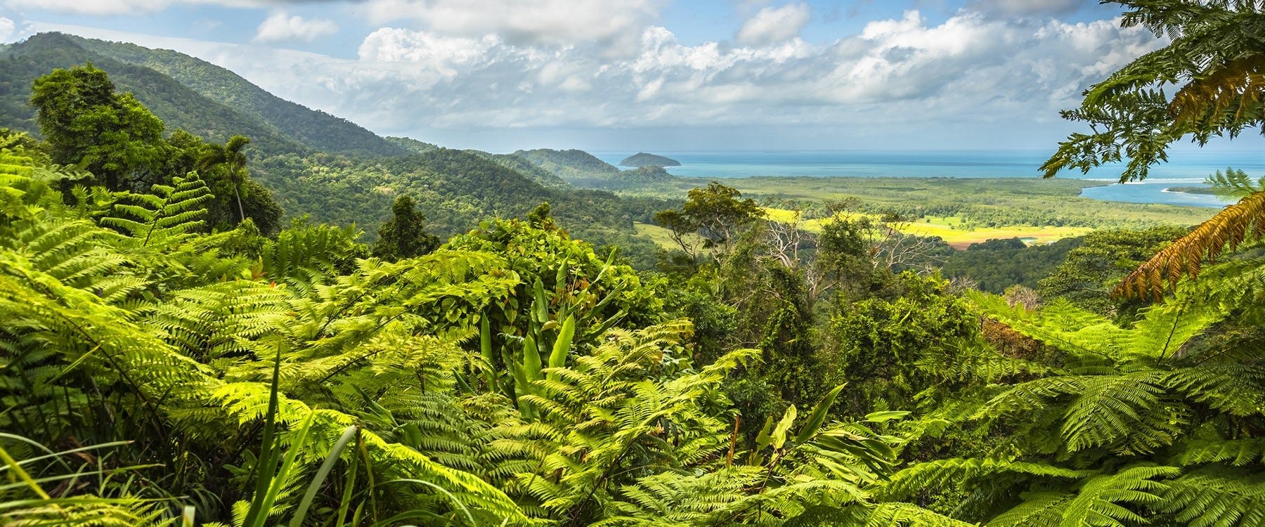 Daintree Rainforest