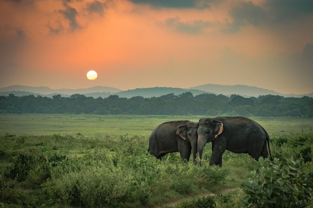 Minneriya Elephant Gathering Tour - Wildlife Holidays To Sri Lanka