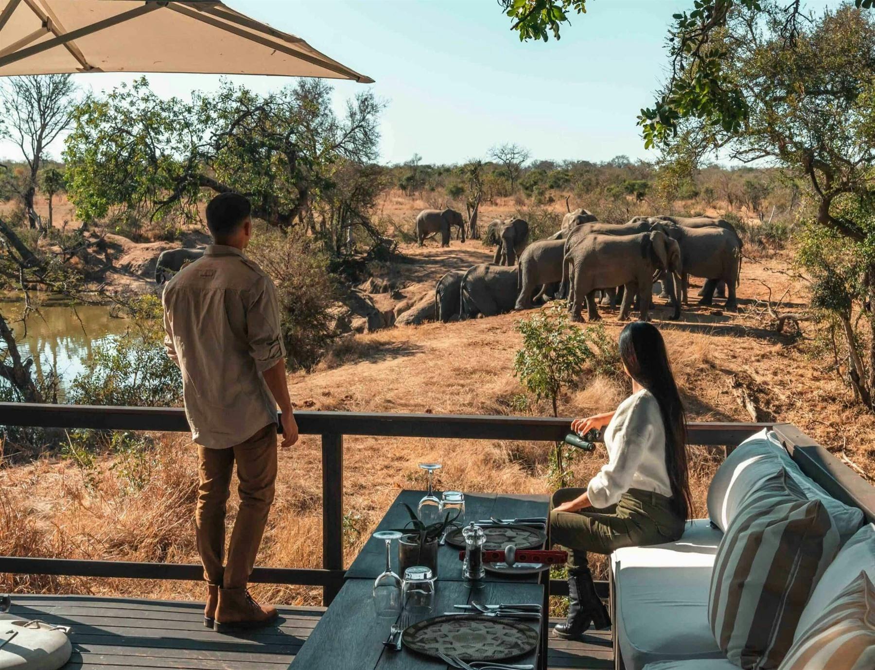 Dining with Elephants at Malewane Lodge