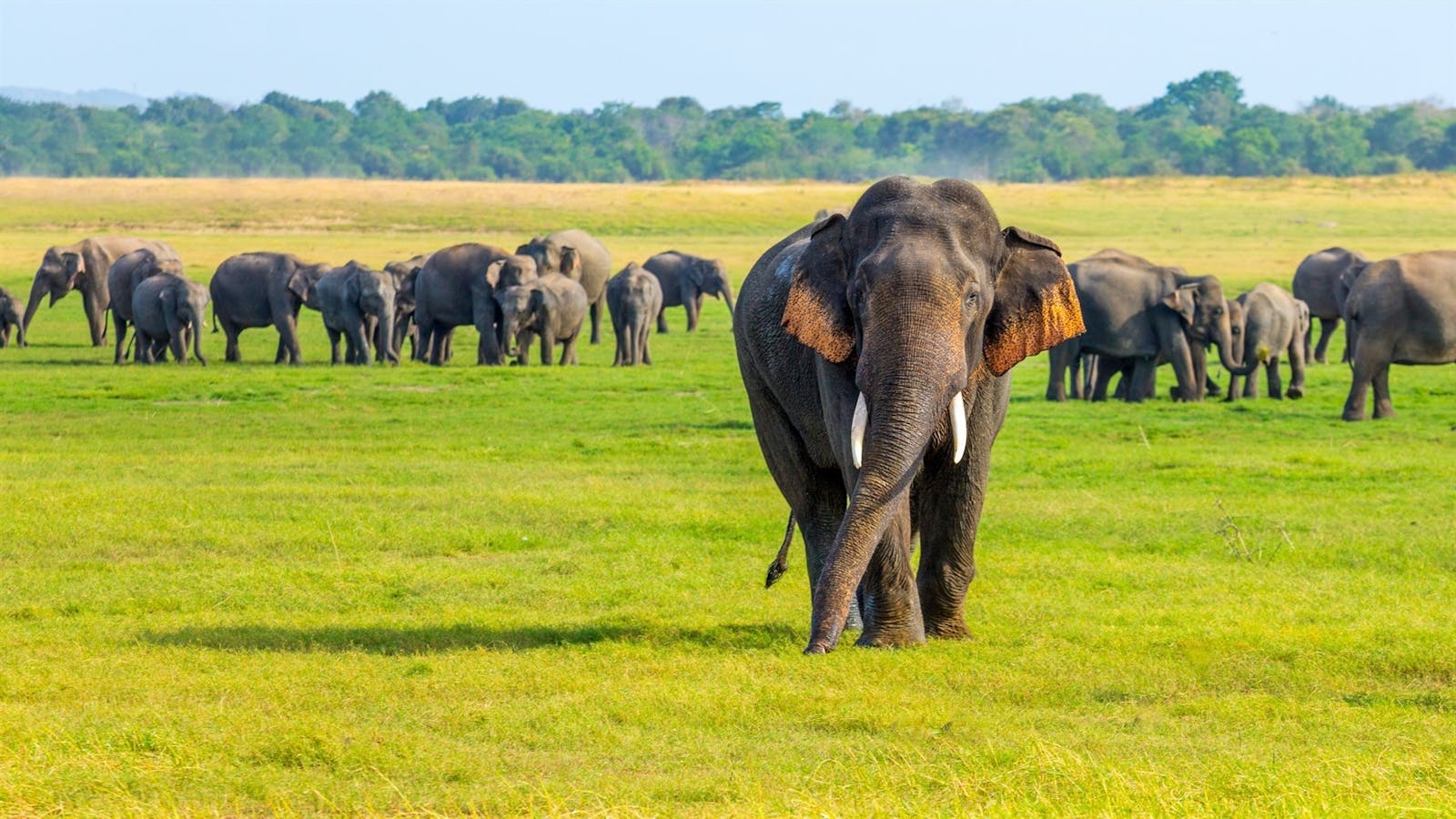 Minneriya Elephant Gathering Tour Wildlife Holidays to Sri Lanka