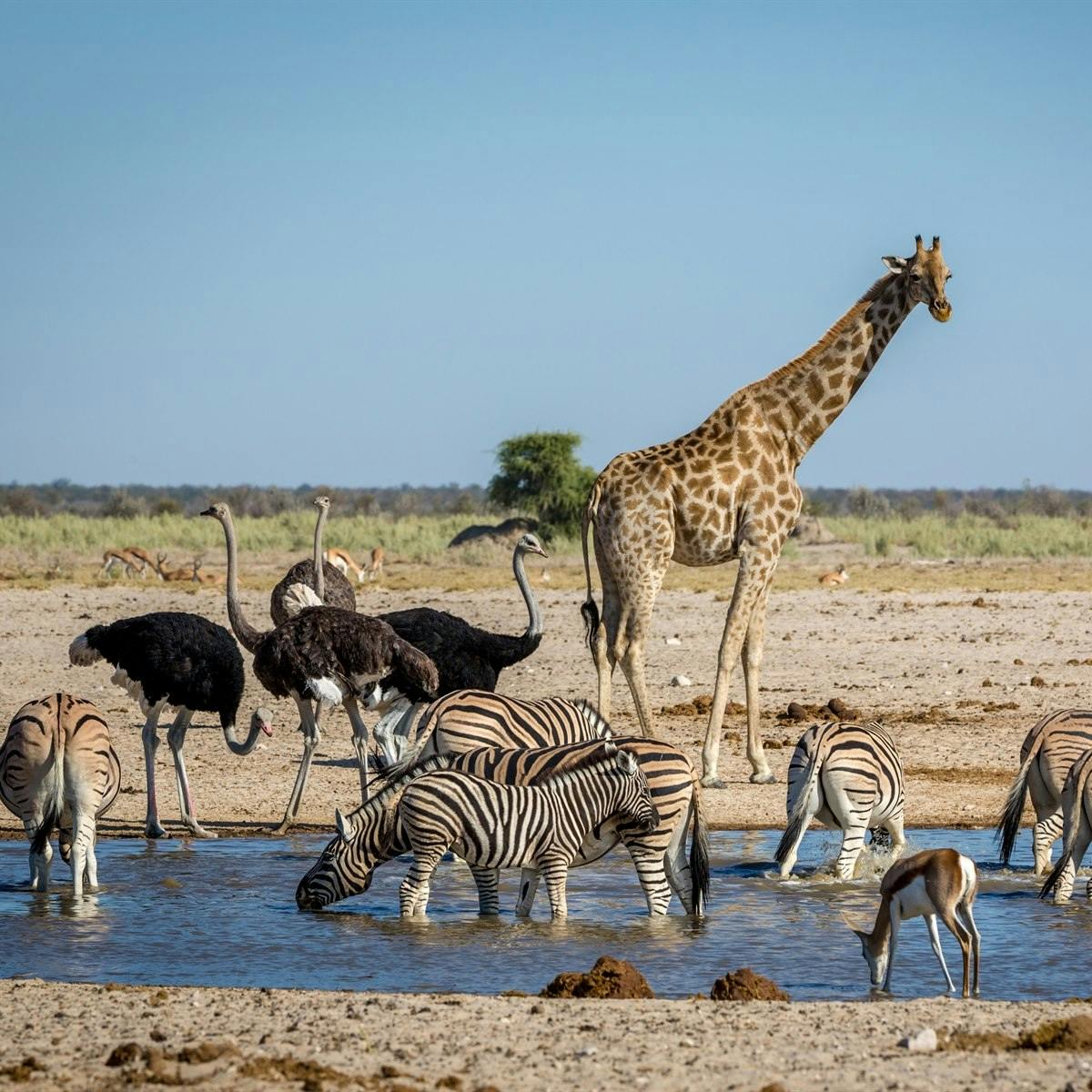 Etosha National Park 