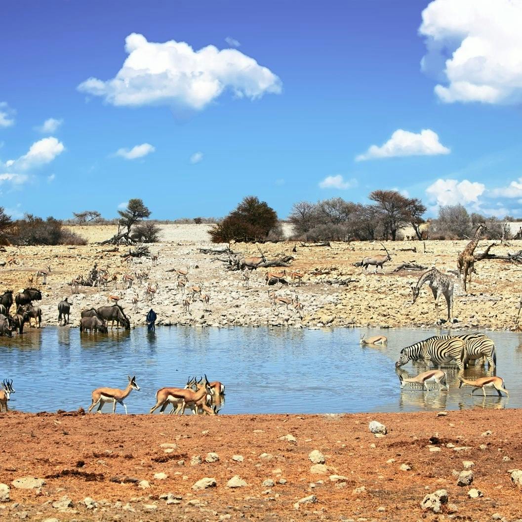 Etosha National Park