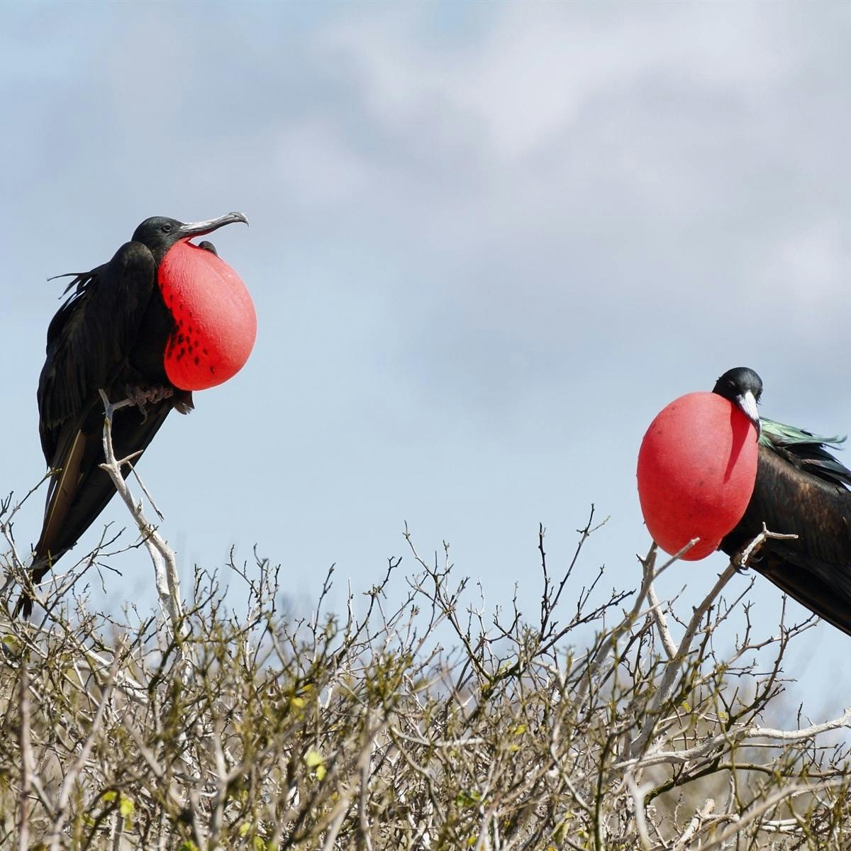 Darwin Bay and Prince Philip’s Steps (Genovesa Island)