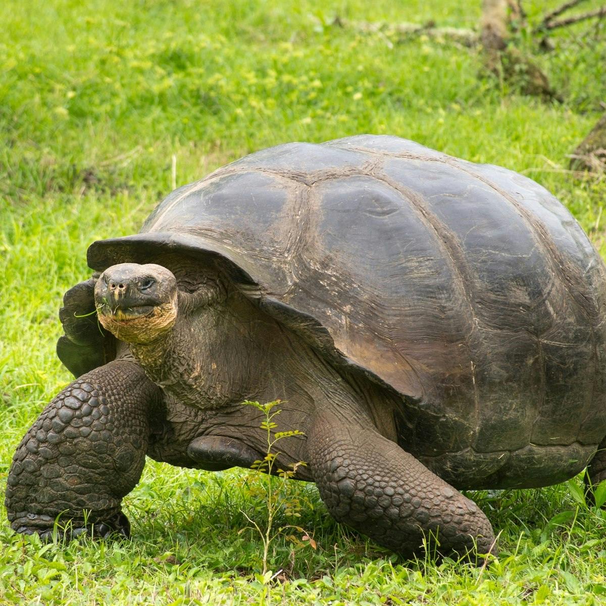 Otavalo – Quito – Galapagos (Santa Cruz)