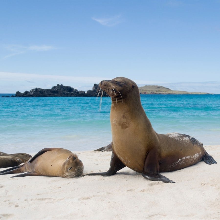 Bahia Gardner and Suarez Point (Española Island)