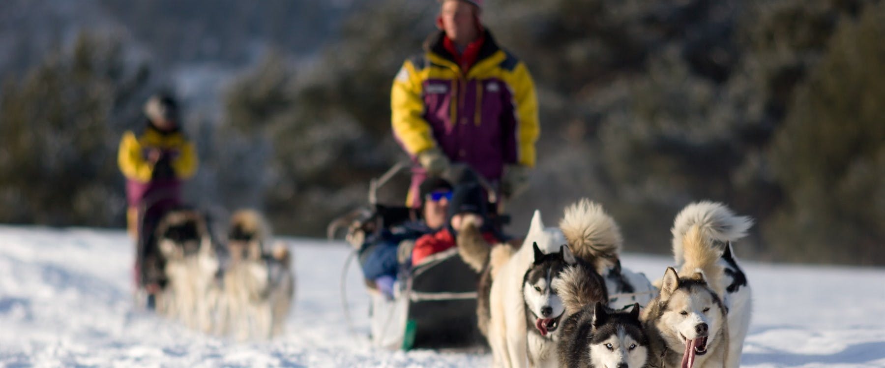Dog Sledding Tour