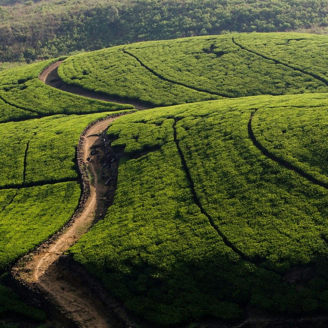 Tea plantation