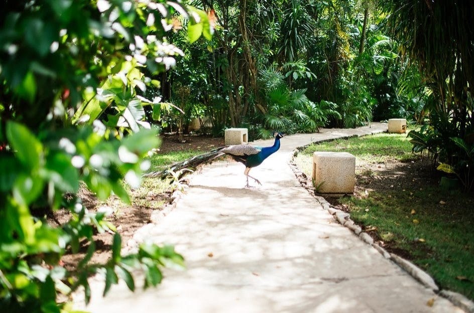Hotel Esencia garden, peacock