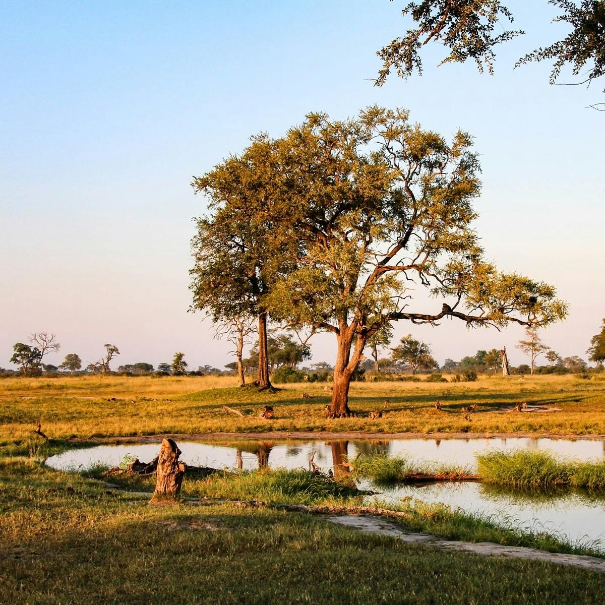 Hwange National Park - Zimbabwe