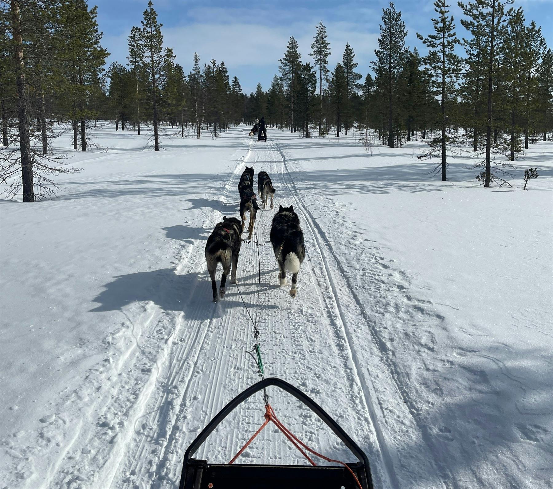 Aurora Queen Resort | Husky Sledding