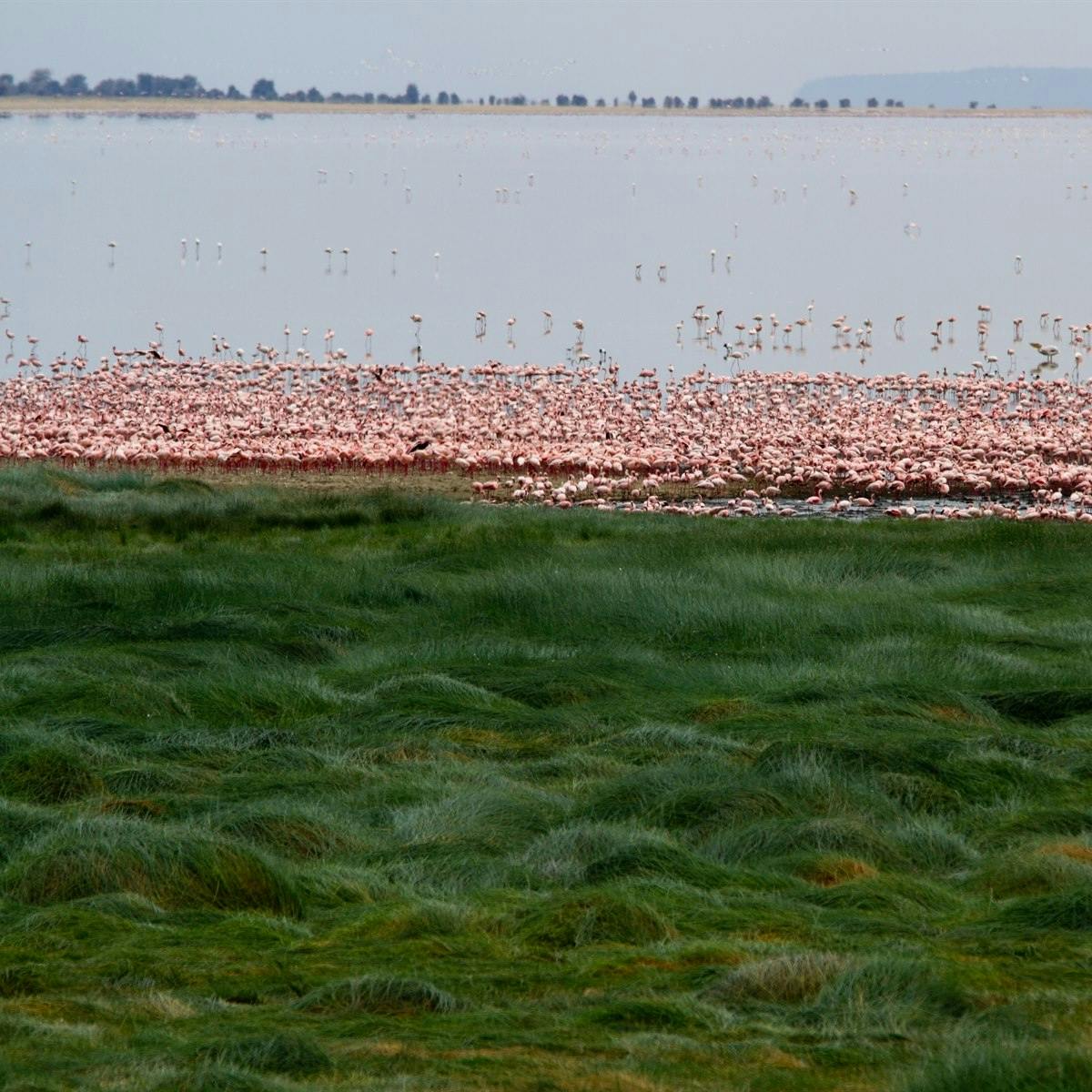 Lake Manyara National Park