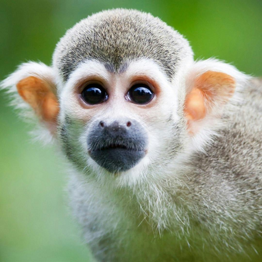 Puerto Maldonado (Peruvian Rainforest)