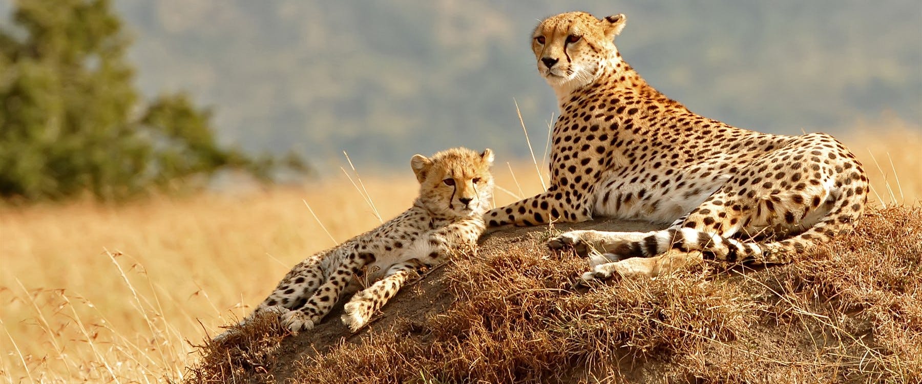 Kenya Adventure: Masai Mara, Safari & The Seychelles image 1