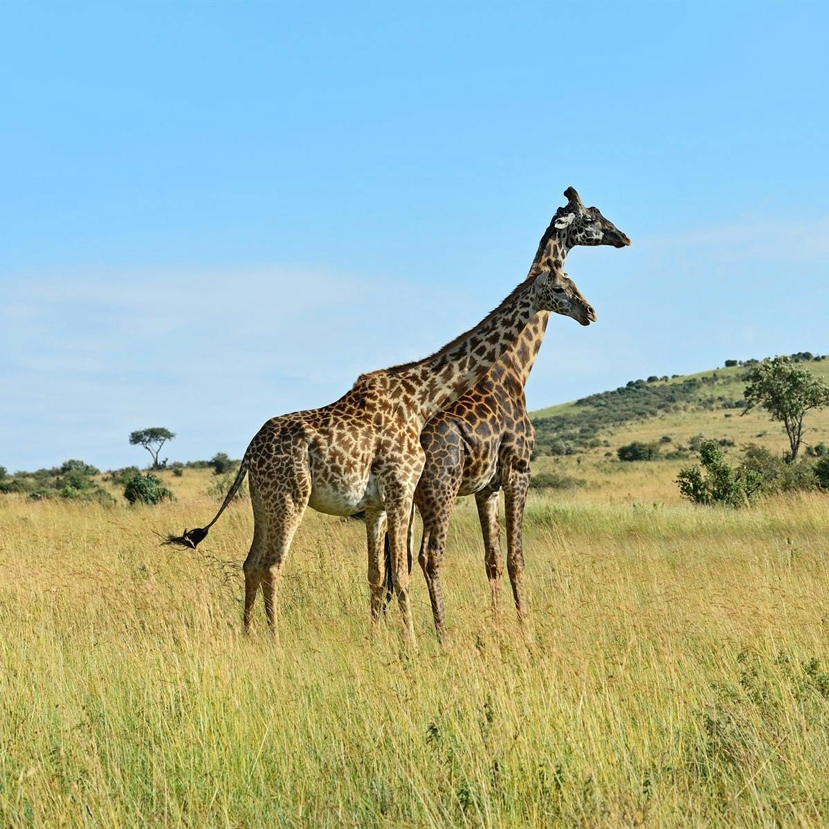 Masai Mara