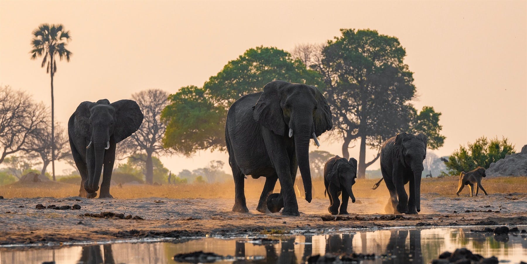 Botswana's Chobe River & Okavango Delta image 1