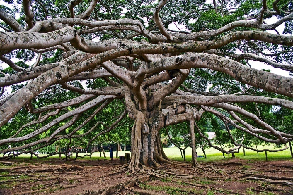 Royal Botanical Garden of Peradeniya
