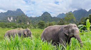 Thailand Elephant Safari & Beach Retreat